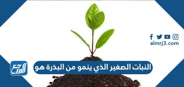 النبات الصغير الذي ينمو من البذرة هو