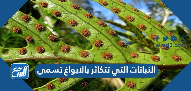 النباتات التي تتكاثر بالابواغ تسمى