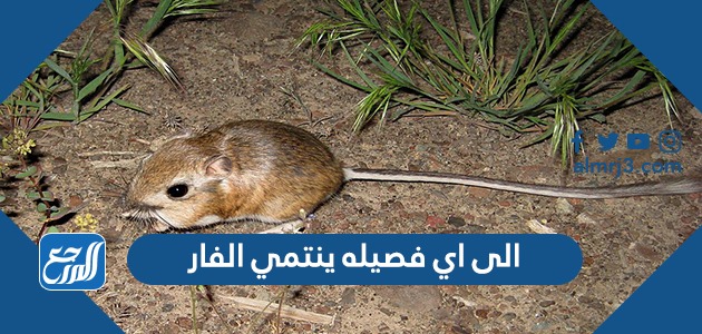 الى اي فصيله ينتمي الفار