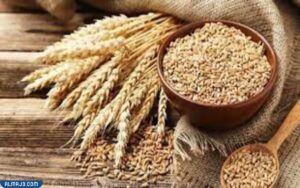 ايهما افضل للرجيم القمح ام الشعير