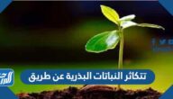 تتكاثر النباتات البذرية عن طريق