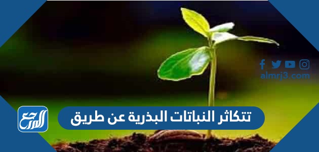 تتكاثر النباتات البذرية عن طريق