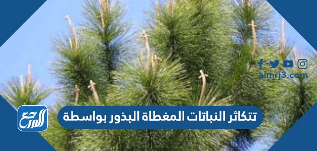 تتكاثر النباتات المغطاة البذور بواسطة