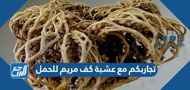 تجاربكم مع عشبة كف مريم للحمل