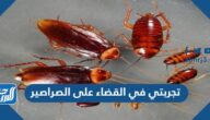 تجربتي في القضاء على الصراصير ونصائح للتخلص السريع منها