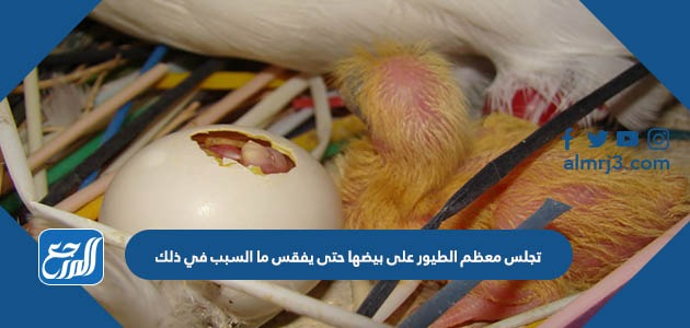 تجلس معظم الطيور على بيضها حتى يفقس ما السبب في ذلك