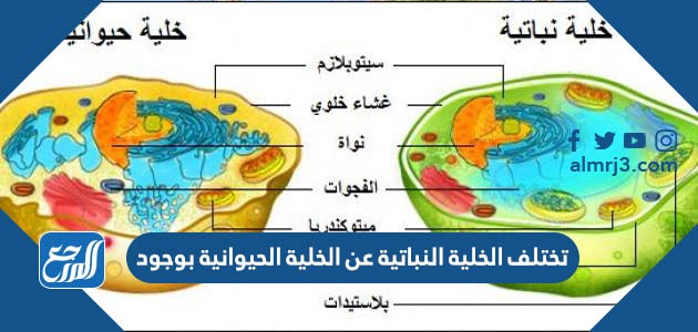 تختلف الخلية النباتية عن الخلية الحيوانية بوجود