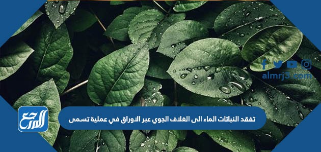تفقد النباتات الماء الى الغلاف الجوي عبر الاوراق في عملية تسمى