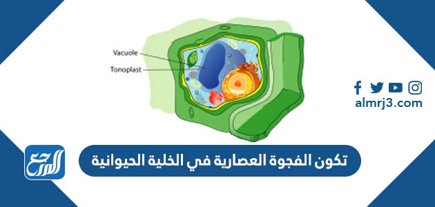 تكون الفجوة العصارية في الخلية الحيوانية