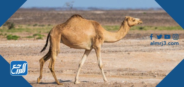 تلقيح الناقة