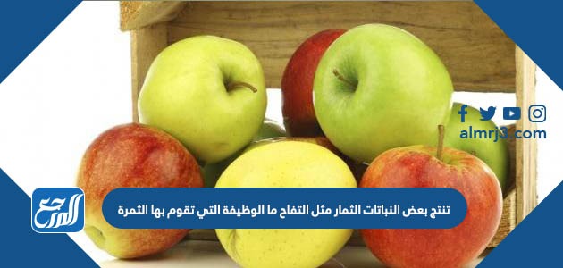 تنتج بعض النباتات الثمار مثل التفاح ما الوظيفة التي تقوم بها الثمرة