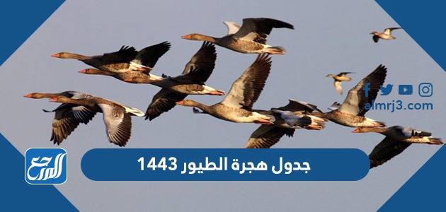جدول هجرة الطيور 1443