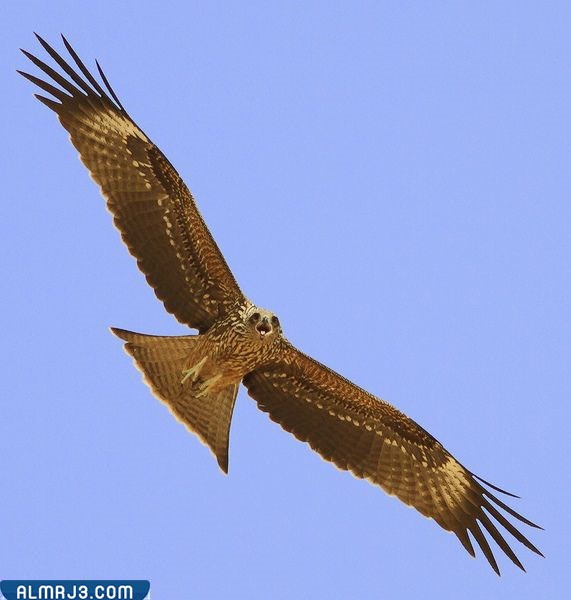 جناحي طائر الحدأة الكبيرين