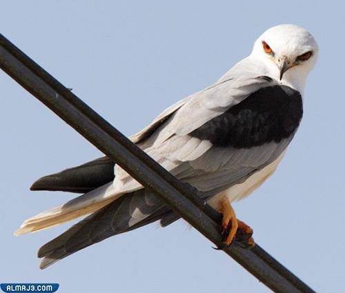 حجم طائر الحدأة