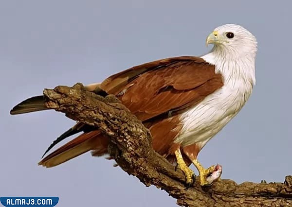 حدأة ابراهيمية