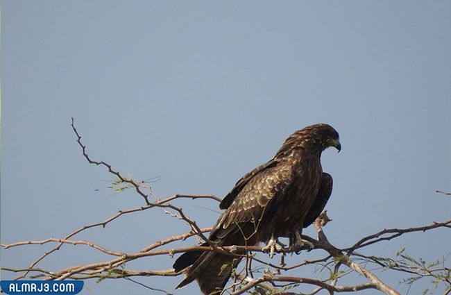 حدأة سوداء اللون