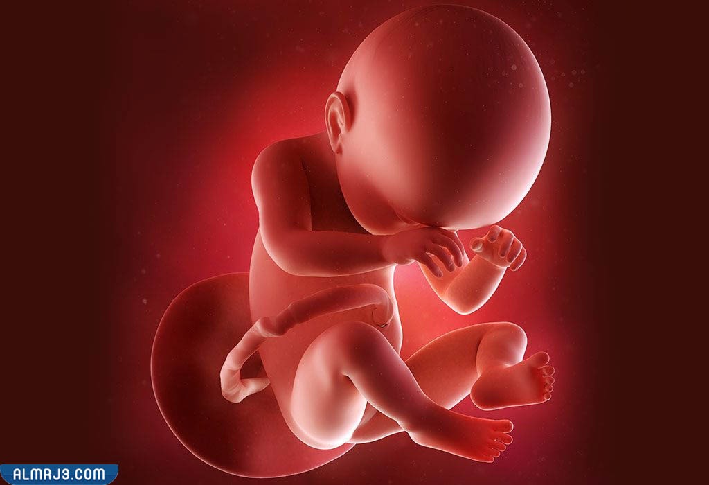 حركة الجنين في الأسبوع ٢٢ من الحمل