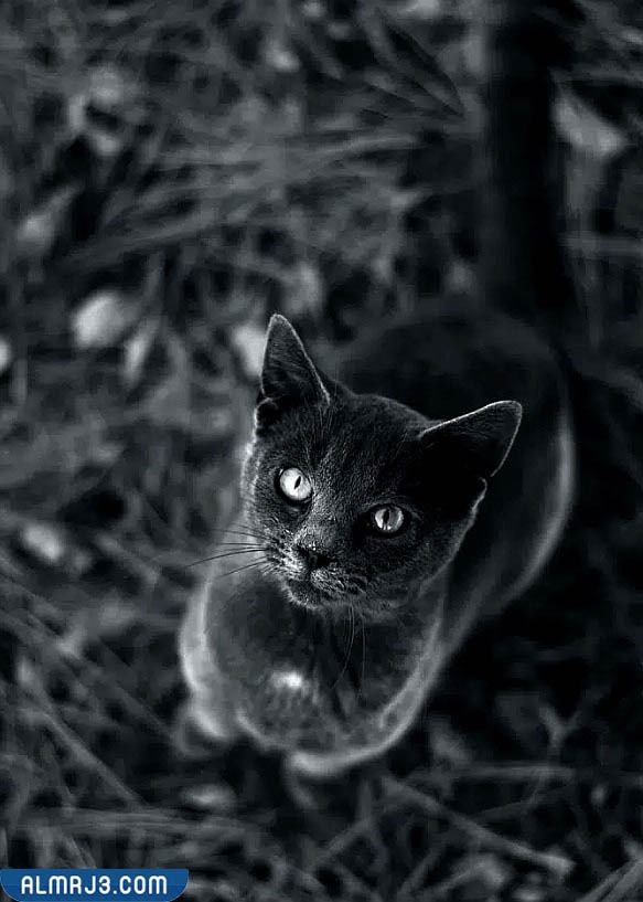 خلفيات بنات سوداء كيوت