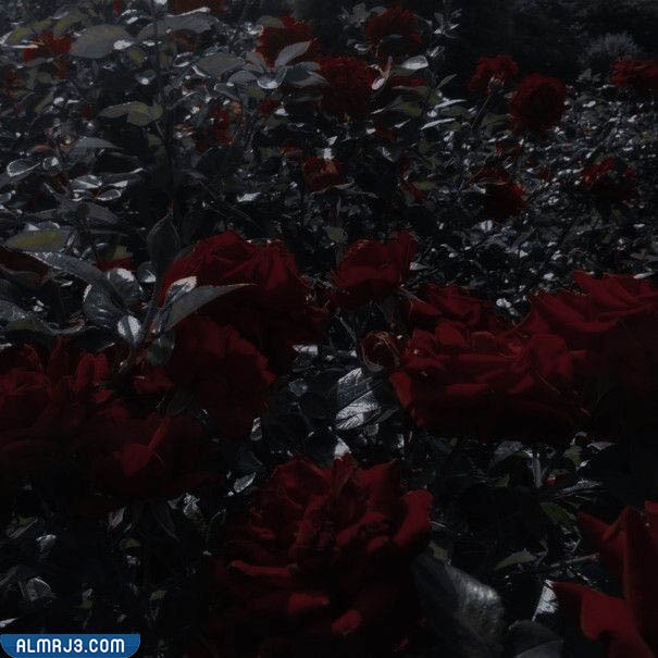 خلفيات بنات سوداء كيوت