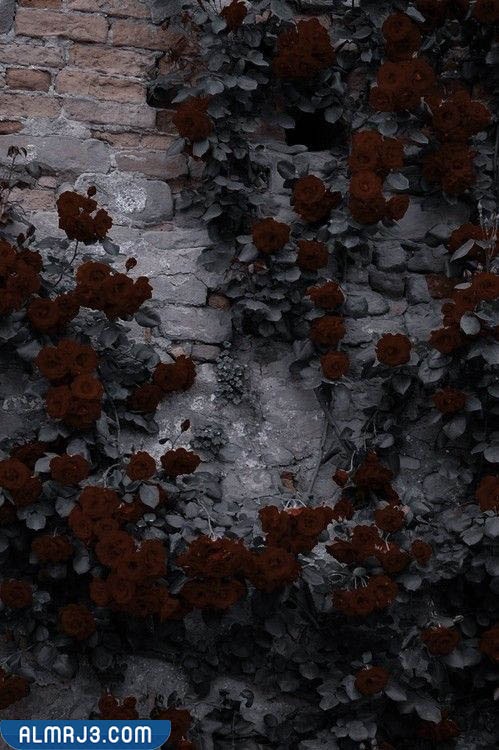 خلفيات بنات سوداء كيوت