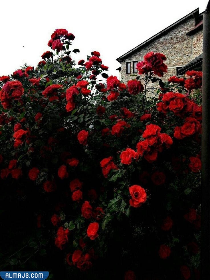 خلفيات بنات سوداء كيوت