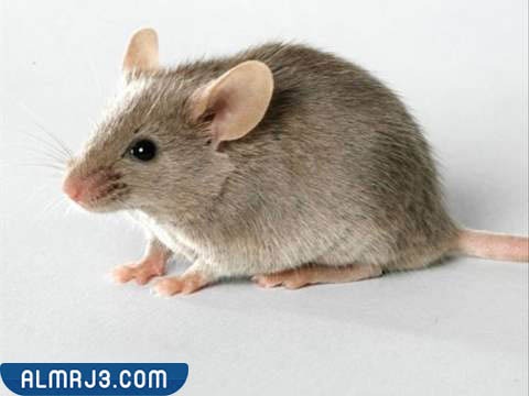 رؤية الفأر في الحلم