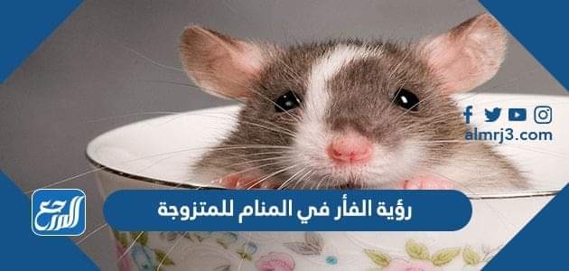 رؤية الفأر في المنام للمتزوجة