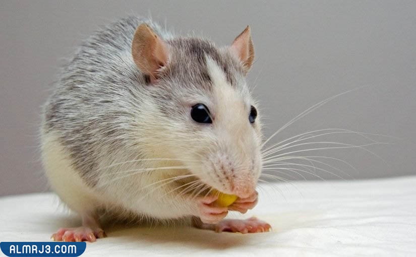 رؤية الفأر في المنام