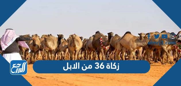 زكاة ٣٦ من الابل