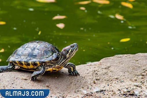 سلاحف المياه العذبة