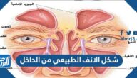 شكل الانف الطبيعي من الداخل