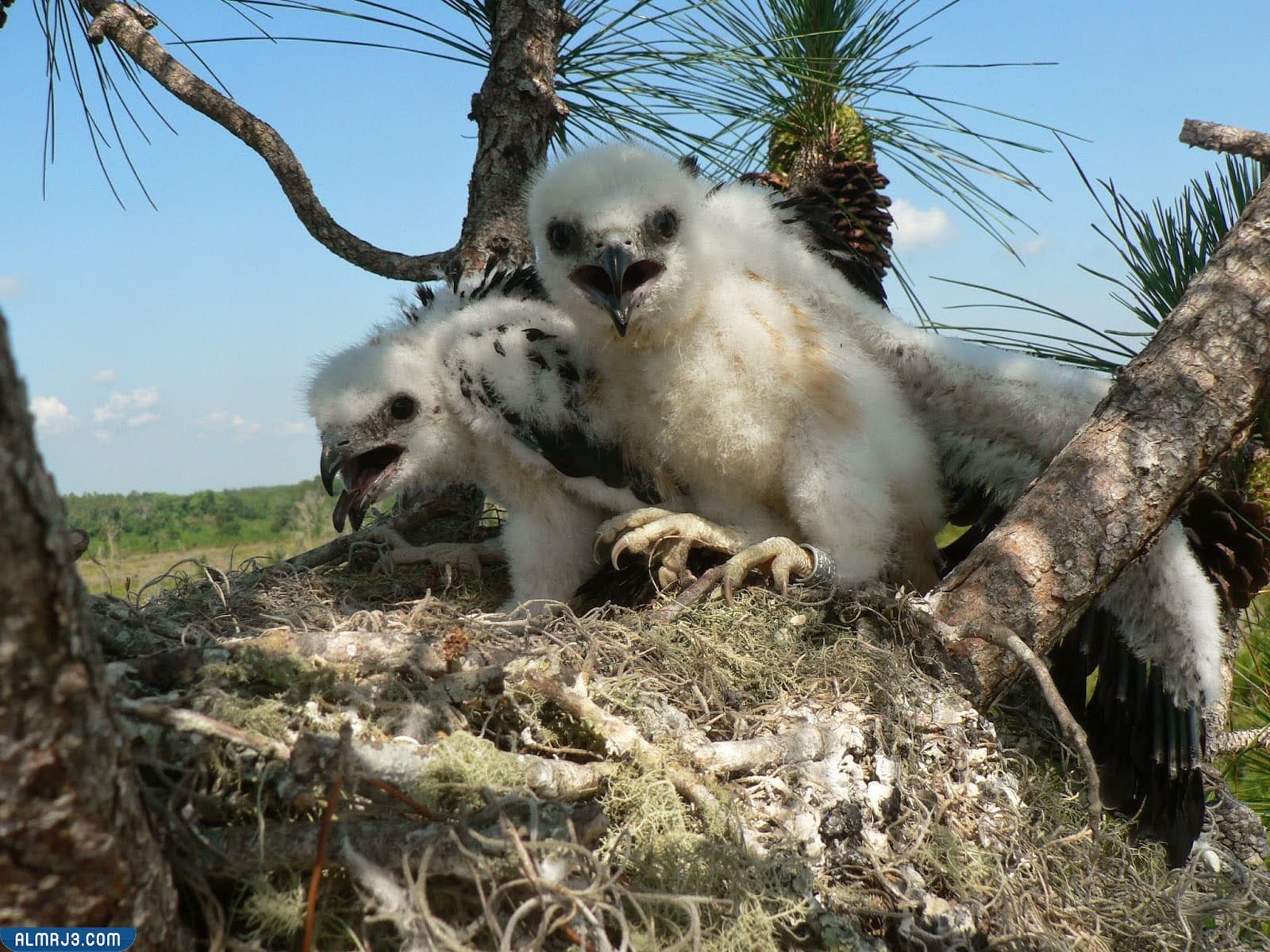 صغار طائر الحدأة بعد التفقيس