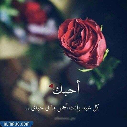 صور ورد عيد الحب