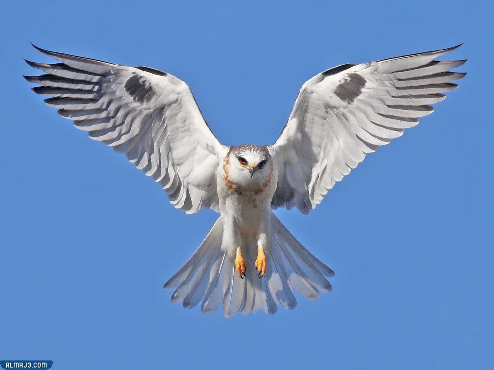 طائر الحدأة أبيض الذيل