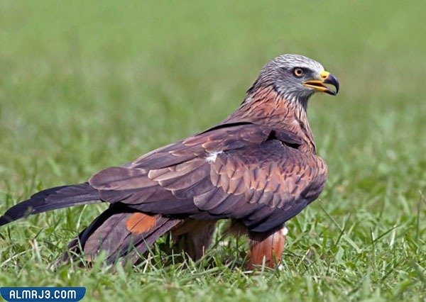 طائر الحدأة أحمر اللون
