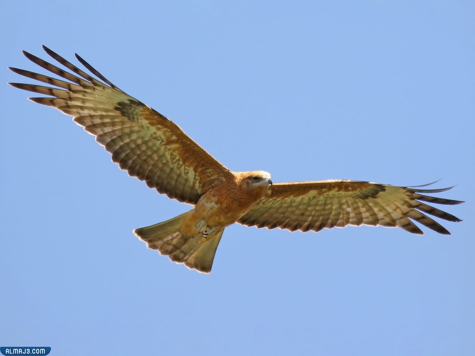 طائر الحدأة ذو الذيل المربع