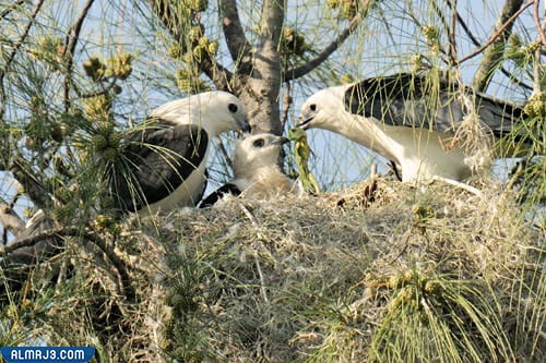 طائر الحدأة يطعم الصغار والأم