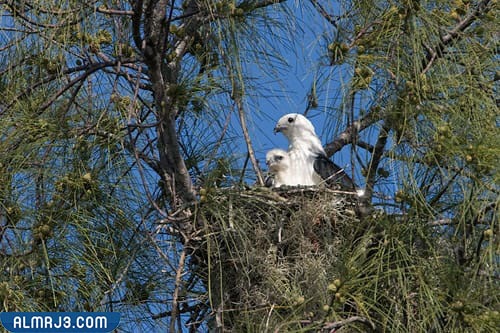 طائري حدأة في العش بعد ما تم بناؤه