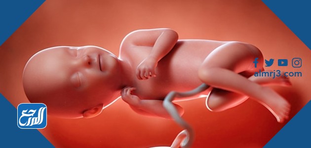 طرق الحمل بولد
