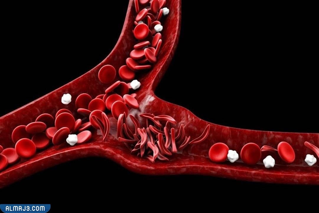 على الدم أجزاء خلوية تساعد تجلط أجزاء خلويه