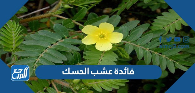 فائدة عشب الحسك