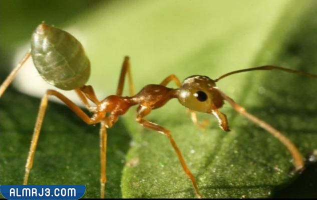 فوائد النمل في مكافحة الآفات
