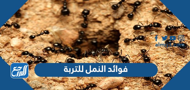 فوائد النمل للتربة