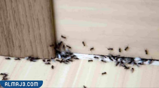 الاكاسيا وشجرة بين العلاقة النمل العلاقه بين