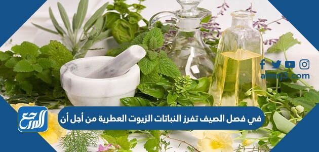 في فصل الصيف تفرز النباتات الزيوت العطرية من أجل أن