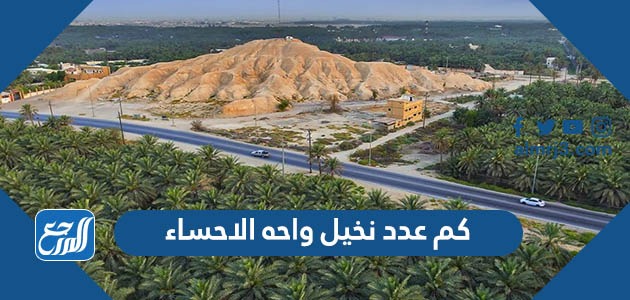 كم عدد نخيل واحه الاحساء