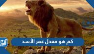 كم هو معدل عمر الأسد