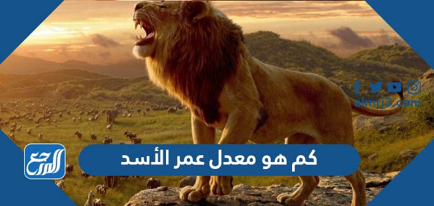 كم هو معدل عمر الأسد