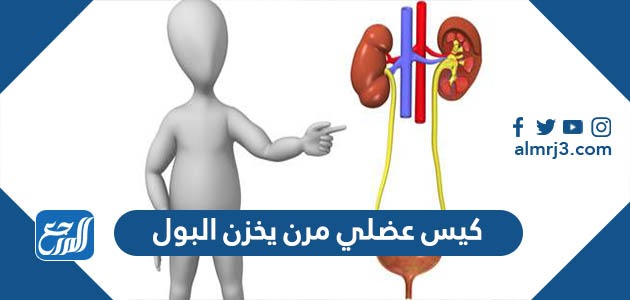 كيس عضلي مرن يخزن البول