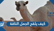 كيف يلقح الجمل الناقة وعلامات الولادة عند الإبل
